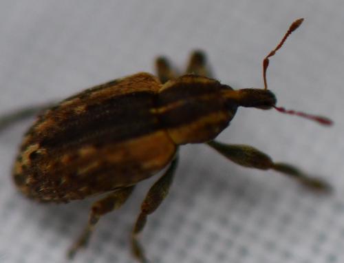 Réf. 270 233 : Hypera sp.